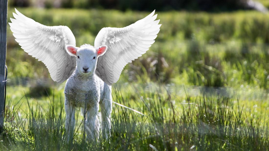 Emancipation du mouton