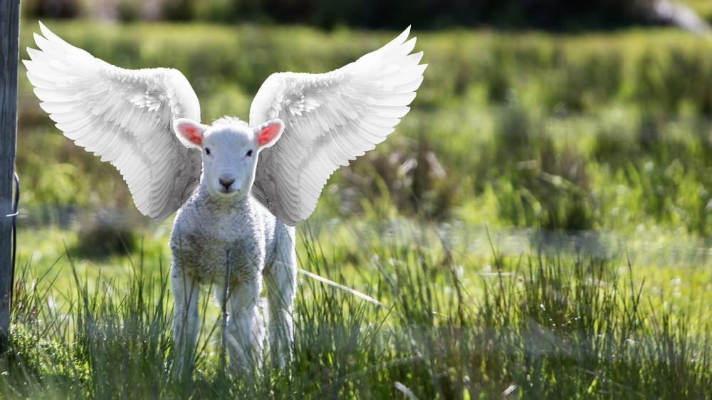 Emancipation du mouton