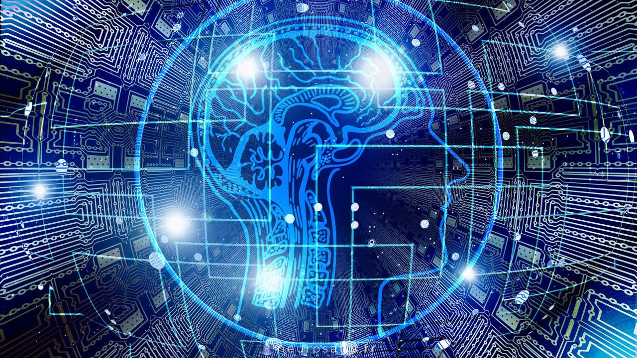 D) Le cerveau